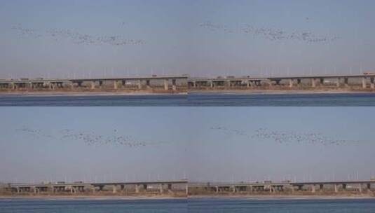 4k航拍飞鸟黄河滩湿地生态氧吧绿色大气河流高清在线视频素材下载
