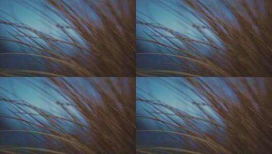 杂草被风吹动的视频高清在线视频素材下载