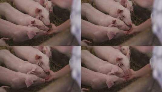 主人用手触碰圈养在猪圈里的小猪仔高清在线视频素材下载