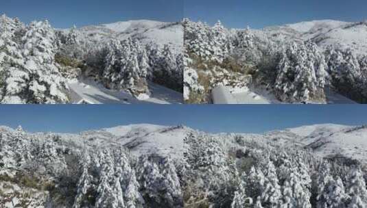 航拍湖北神农架冬季冬天阳光冰雪雪松雪景高清在线视频素材下载