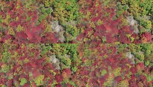 秋季山区枫红柞黄景色高清在线视频素材下载