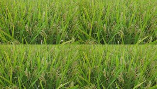 航拍秋收金黄稻田水稻农业种植高清在线视频素材下载