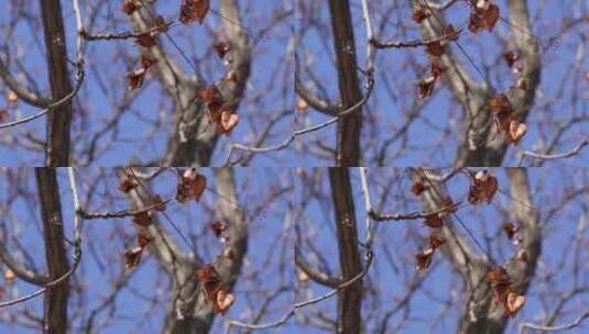 秋冬落叶树木树枝高清在线视频素材下载