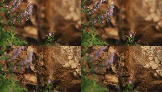 鲜花从岩石上流下的水高清在线视频素材下载