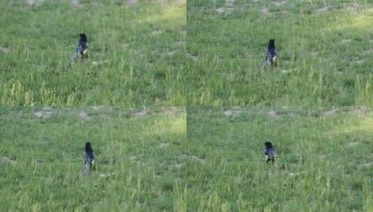 草地里的喜鹊高清在线视频素材下载