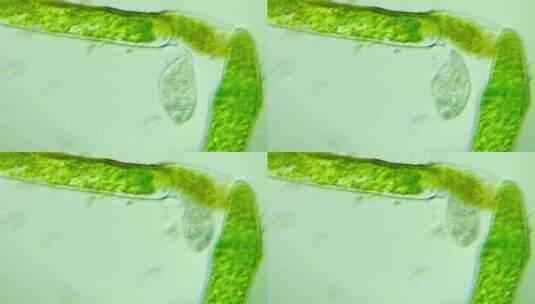 生物科普科研素材  正在进食的纤毛虫3高清在线视频素材下载
