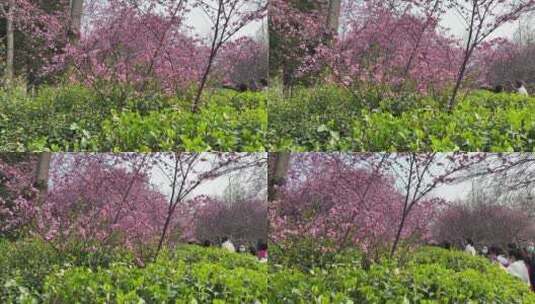 济南百花公园春天赏玉兰花、桃花高清在线视频素材下载