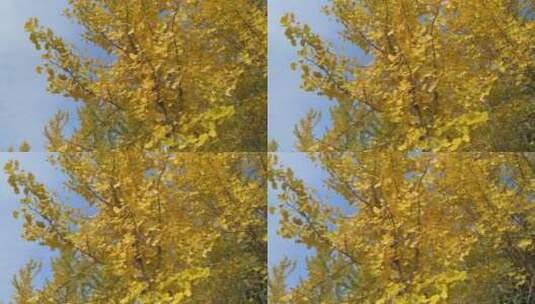 银杏叶子秋天美丽银杏树高清在线视频素材下载
