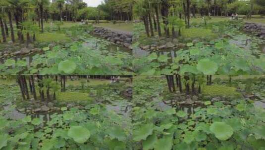 上海植物园品质绿色植被人流实拍高清在线视频素材下载