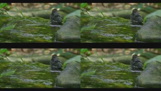 小鸟在溪水洗澡小动物大自然鸟类高清在线视频素材下载
