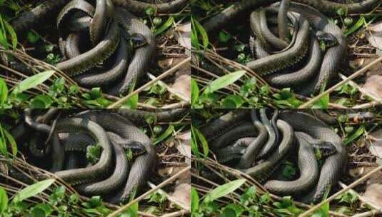 一条黑色的蛇卷缩在草地上高清在线视频素材下载