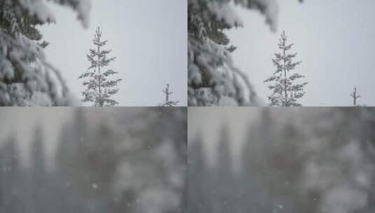 冬季松树积雪漫天雪花高清在线视频素材下载