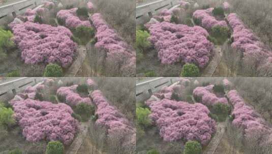 洛阳植物园樱花万物复苏春天公园道路航拍高清在线视频素材下载