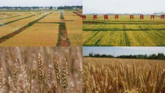 4K科技兴农麦田农业灌溉高清在线视频素材下载