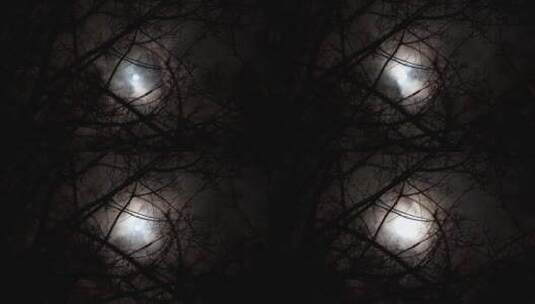 透过树枝看月亮高清在线视频素材下载