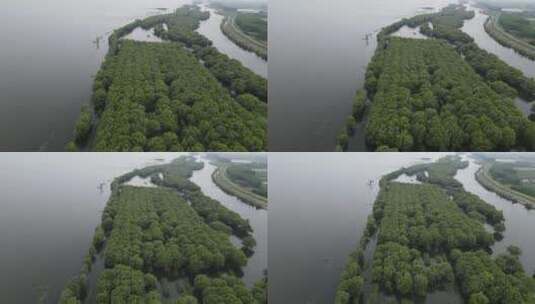 被水淹没森林植物航拍高清在线视频素材下载