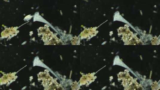 显微镜下的真实微生物 喇叭虫1高清在线视频素材下载