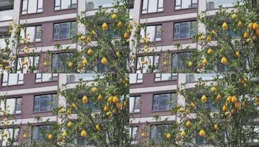 高层居民楼前的挂果桔子树高清在线视频素材下载