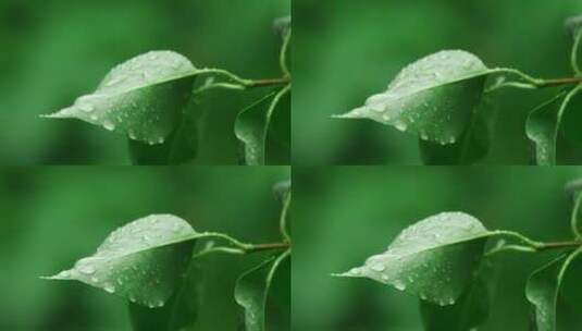 下雨雨水打湿绿叶特写高清在线视频素材下载