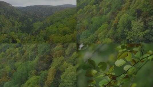 航拍 大地植被 山林 VLOG旅拍素材高清在线视频素材下载