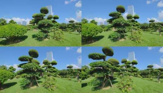 公园景观树造型修剪园林艺术园艺雕塑植物园高清在线视频素材下载