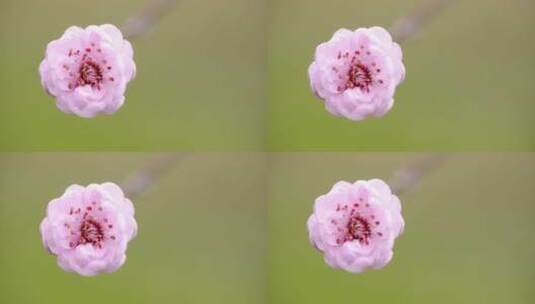 开花梅花朵意境花开花春天桃花开高清在线视频素材下载