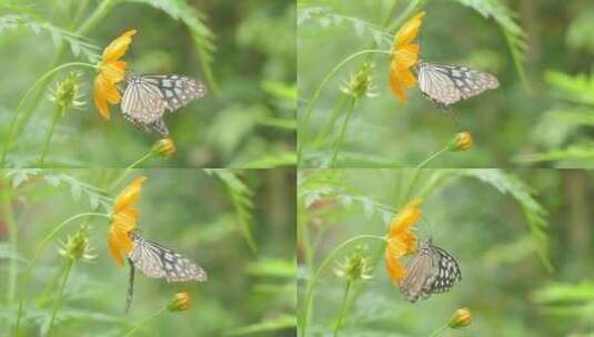 落在黄色花朵上的蝴蝶高清在线视频素材下载