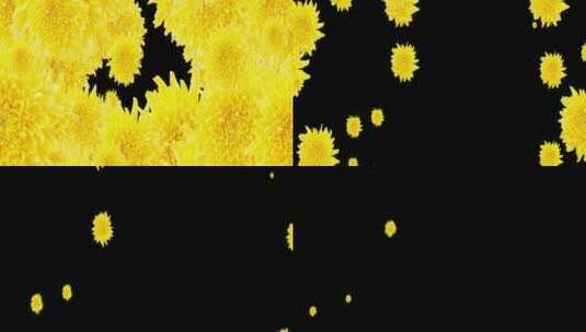菊花转场 花瓣粒子 黄色菊花高清在线视频素材下载