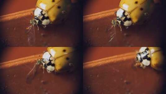 亚洲瓢虫吃苍蝇。高清在线视频素材下载