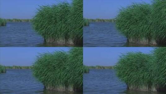 宁夏沙湖芦苇荡 风吹芦苇丛 半湖景高清在线视频素材下载