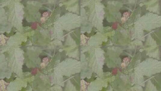 野生树莓采摘LOG高清在线视频素材下载