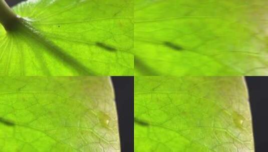 植物睡莲叶子背面微距高清在线视频素材下载