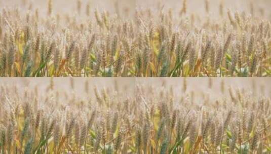 麦子麦地麦穗丰收高清在线视频素材下载