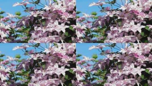 阳光下的紫色花朵高清在线视频素材下载
