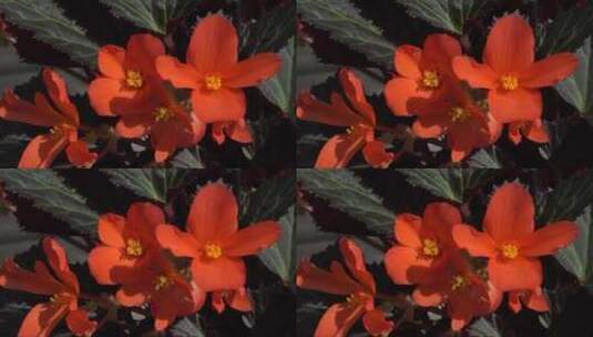 绽放的红色海棠花高清在线视频素材下载