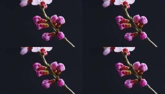 黑色背景花朵盛开特写高清在线视频素材下载
