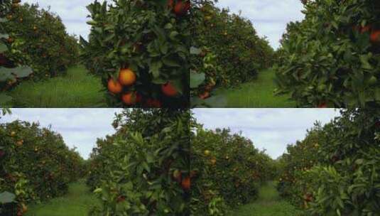 橙子种植园高清在线视频素材下载