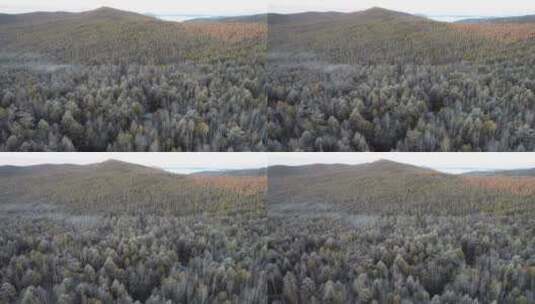 内蒙古大兴安岭秋季森林风光、初冬的霜高清在线视频素材下载