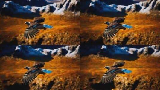空中静止的老鹰高清在线视频素材下载