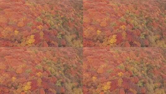 航拍秋季漫山遍野的红叶4K素材高清在线视频素材下载