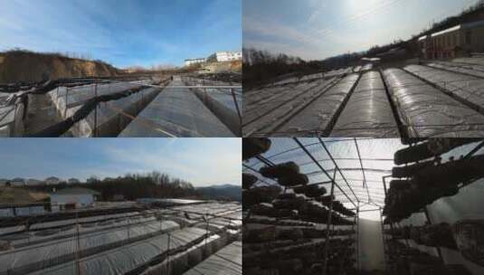 农业种植业香菇食用菌棚穿越机FPV 4K高清在线视频素材下载