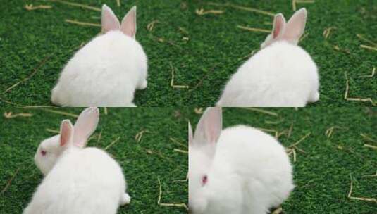 兔子兔年生肖兔2023兔年素材高清在线视频素材下载