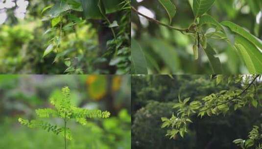 春季森林各种植物生机勃勃合集高清在线视频素材下载