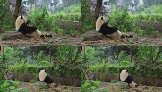 肉嘟嘟的大熊猫在吃竹子高清在线视频素材下载