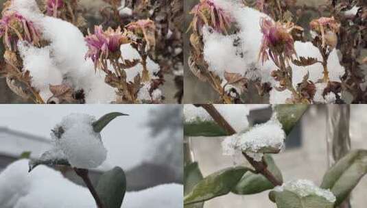 冬天植物上的白雪视频合集高清在线视频素材下载