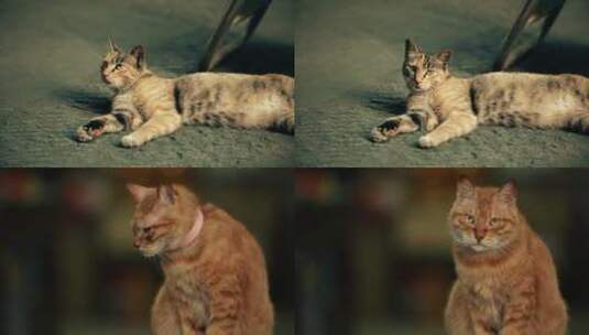 高清拍摄慵懒的猫高清在线视频素材下载