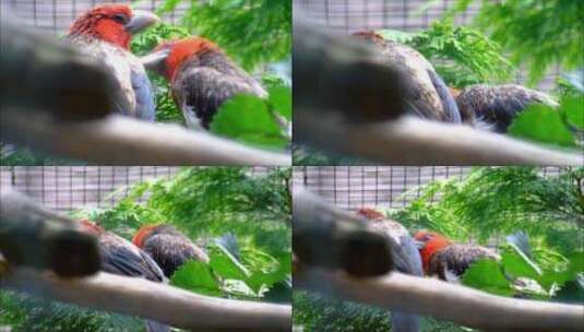 鹦鹉学说话聪明的鸟彩色羽毛高清在线视频素材下载