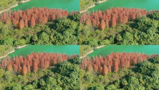 航拍广东冬季红色水杉树高清在线视频素材下载