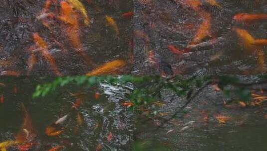中式园林庭院红鱼空镜合集高清在线视频素材下载