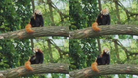 爬树小浣熊浣熊在树干上挠头高清在线视频素材下载